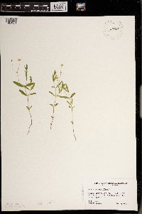 Moehringia lateriflora image