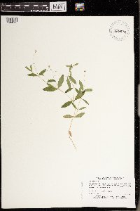 Moehringia lateriflora image