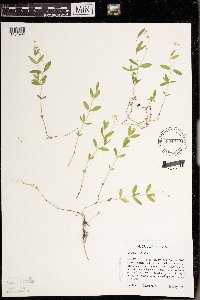 Moehringia lateriflora image