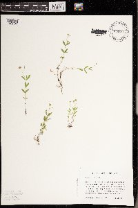 Moehringia lateriflora image