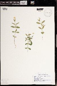 Moehringia lateriflora image