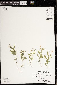 Moehringia lateriflora image