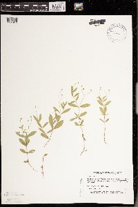 Moehringia lateriflora image