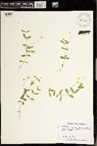 Moehringia lateriflora image