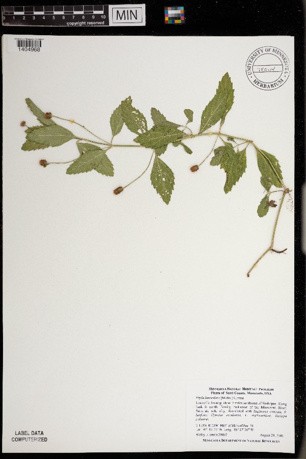 Phyla image