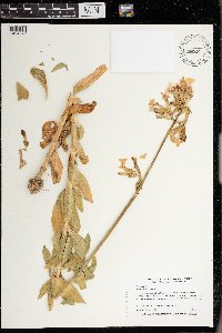 Saponaria officinalis image