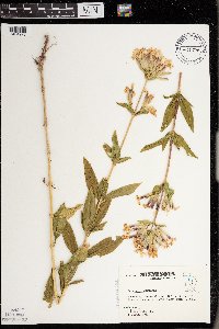 Saponaria officinalis image