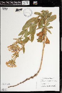 Saponaria officinalis image