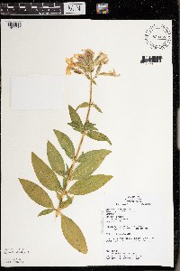 Saponaria officinalis image