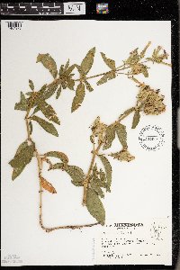 Saponaria officinalis image