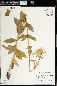 Saponaria officinalis image