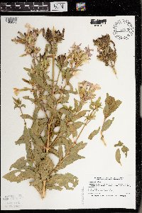 Saponaria officinalis image