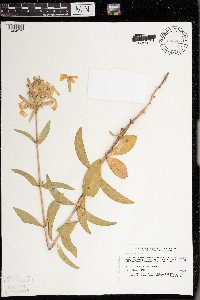 Saponaria officinalis image