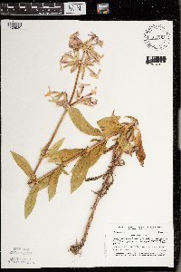 Saponaria officinalis image