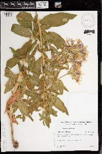 Saponaria officinalis image