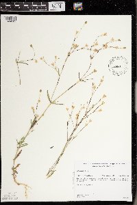 Silene antirrhina image