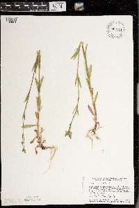Silene antirrhina image