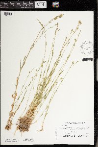 Silene antirrhina image