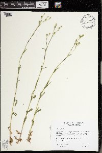Silene antirrhina image