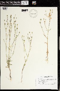 Silene antirrhina image