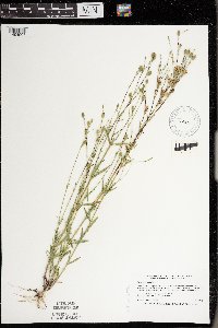Silene antirrhina image