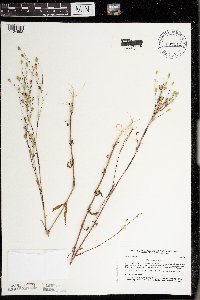 Silene antirrhina image