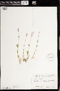 Silene armeria image