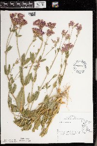 Silene armeria image