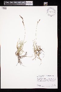 Carex richardsonii image