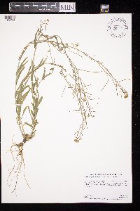 Boechera grahamii image