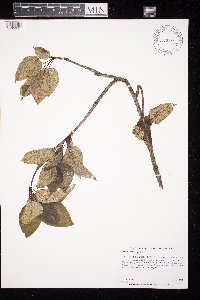 Populus balsamifera image