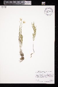 Solidago ptarmicoides image