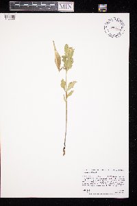 Asclepias viridiflora image