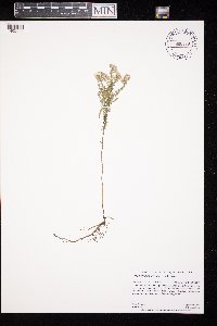 Symphyotrichum ericoides image