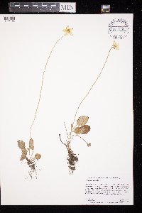 Parnassia glauca image