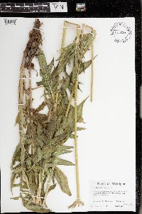 Knautia arvensis image