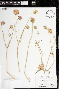 Knautia arvensis image