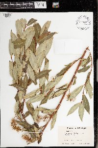 Salix serissima image