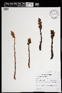 Monotropa hypopitys image