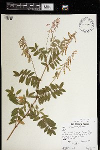 Thumbnail image of current specimen