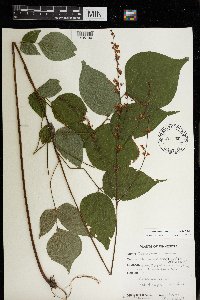 Media resource of Desmodium glutinosum