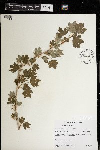 Ribes hirtellum image