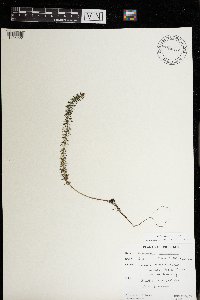 Myriophyllum alterniflorum image