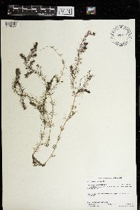 Myriophyllum alterniflorum image