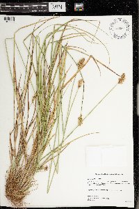 Carex adusta image