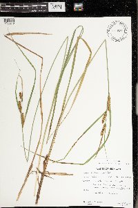 Carex aquatilis image