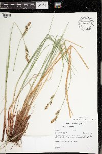 Carex buxbaumii image
