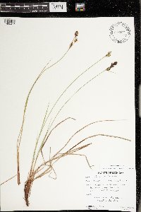 Carex buxbaumii image