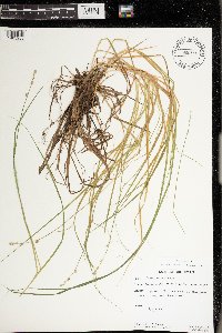 Carex canescens image