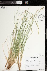 Carex canescens image